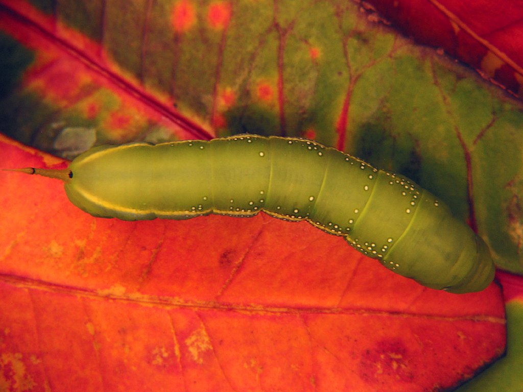 IMAGE: http://www.kleptography.com/dl/caterpillar_on_leaves.jpg