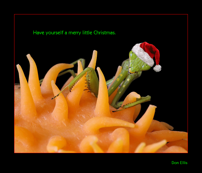 Merry Christmas